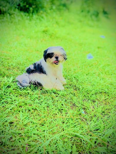 shitzu female available
