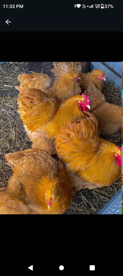 1 male 3 female set breeder top quality egg ling