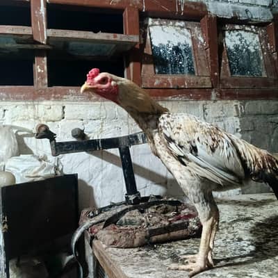 Aseel birds kharsi p atty hwy band jor motii nali Males or Females