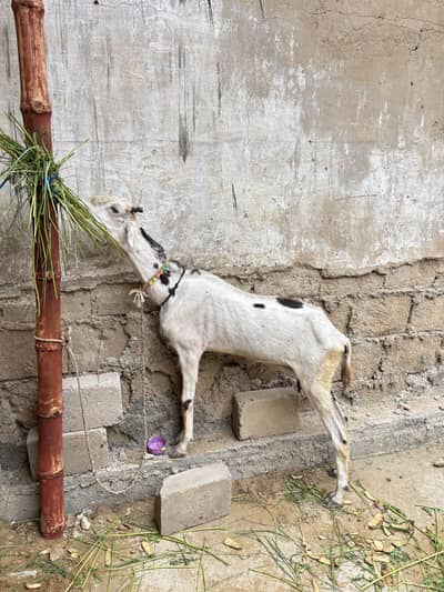 Goat for sale