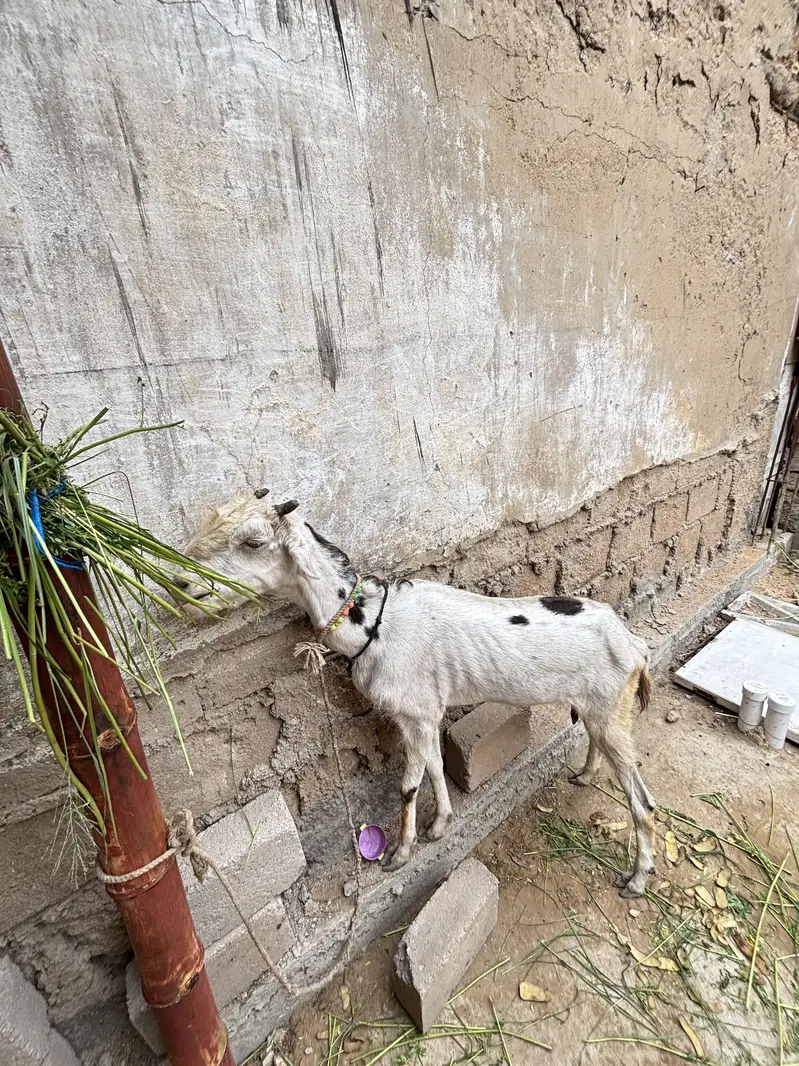 Goat for sale — photo 2
