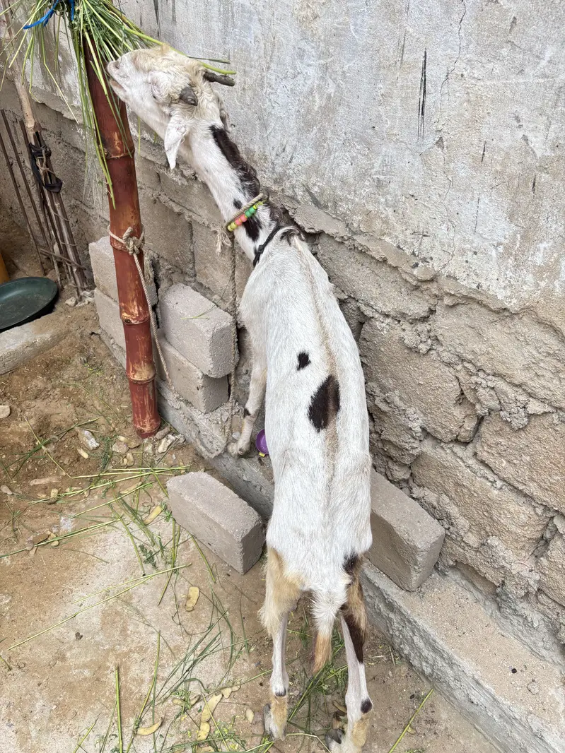 Goat for sale — photo 3