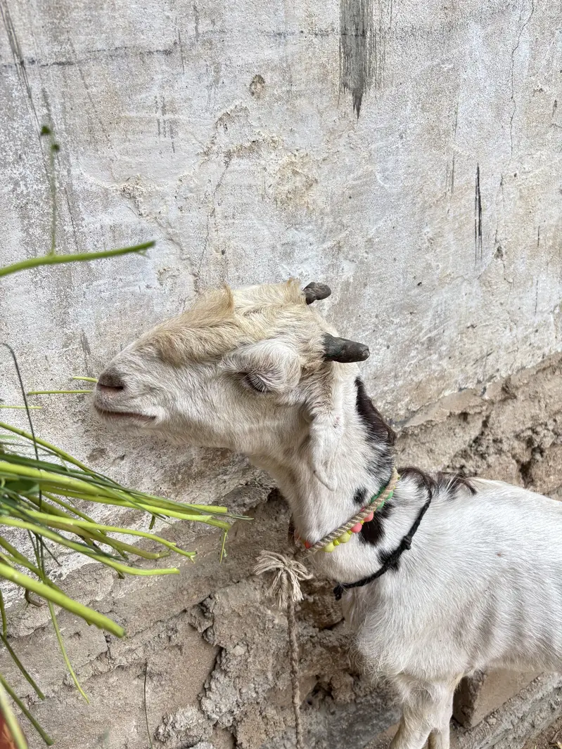 Goat for sale — photo 4