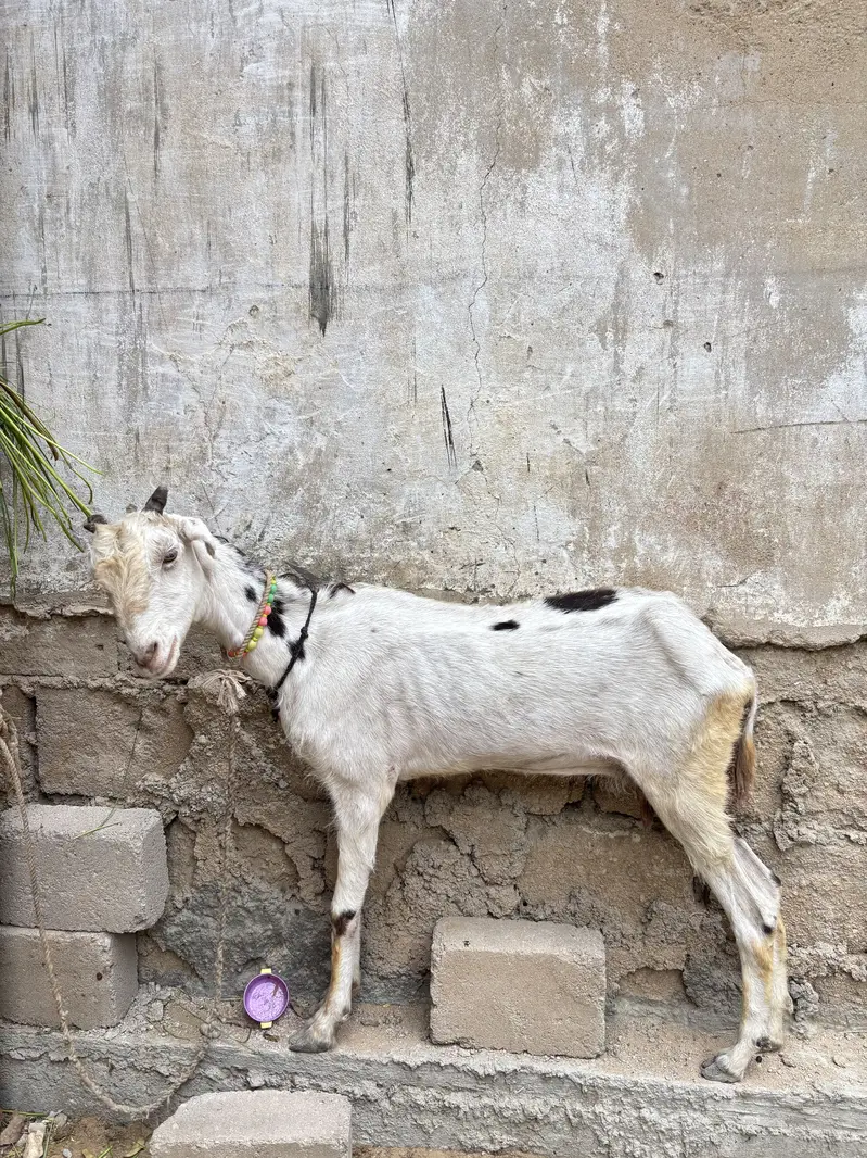 Goat for sale — photo 5