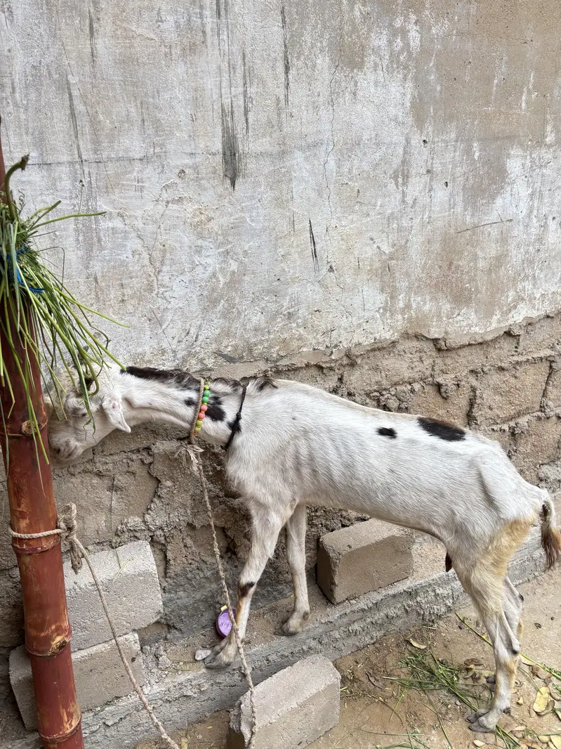 Goat for sale — photo 6