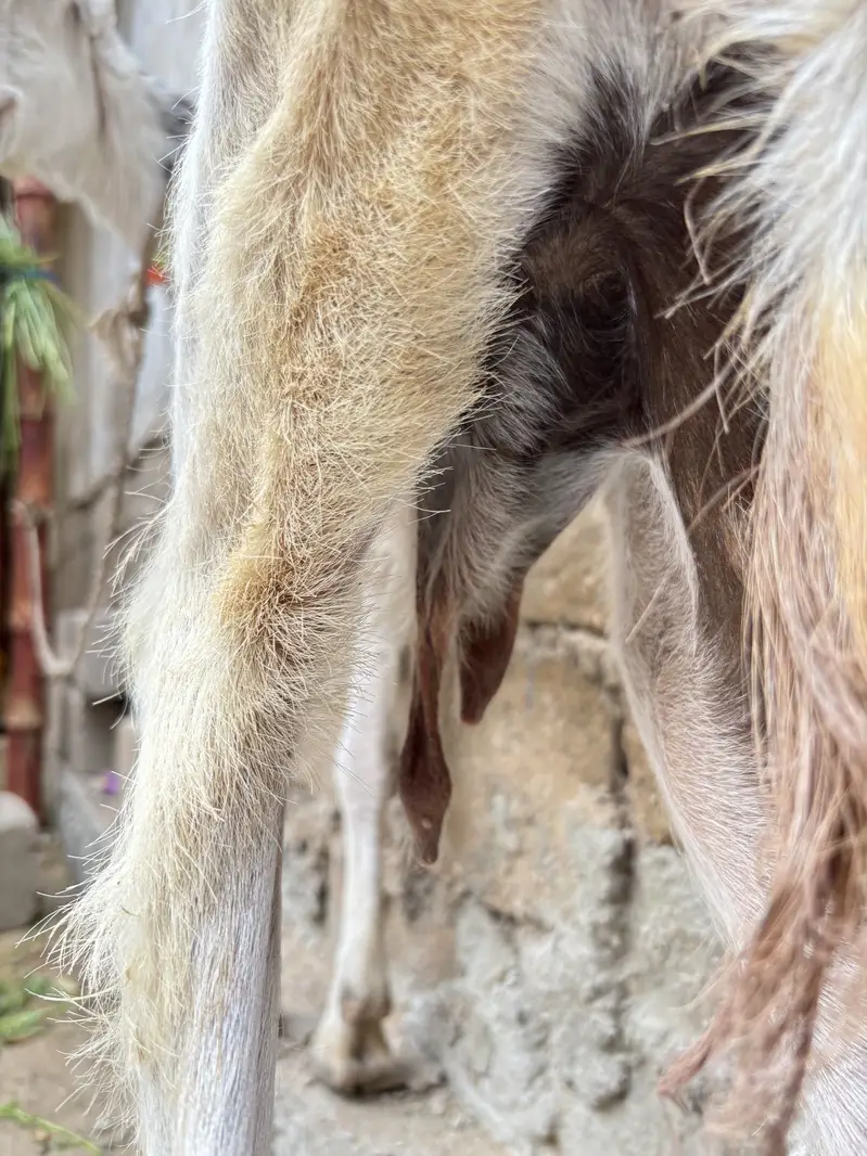 Goat for sale — photo 7