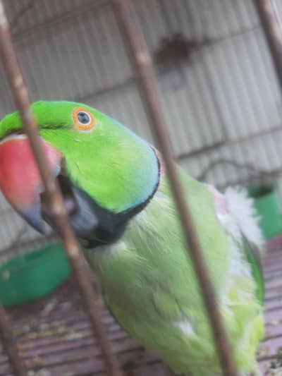 Ringneck Hand tame & Face to Face Talking