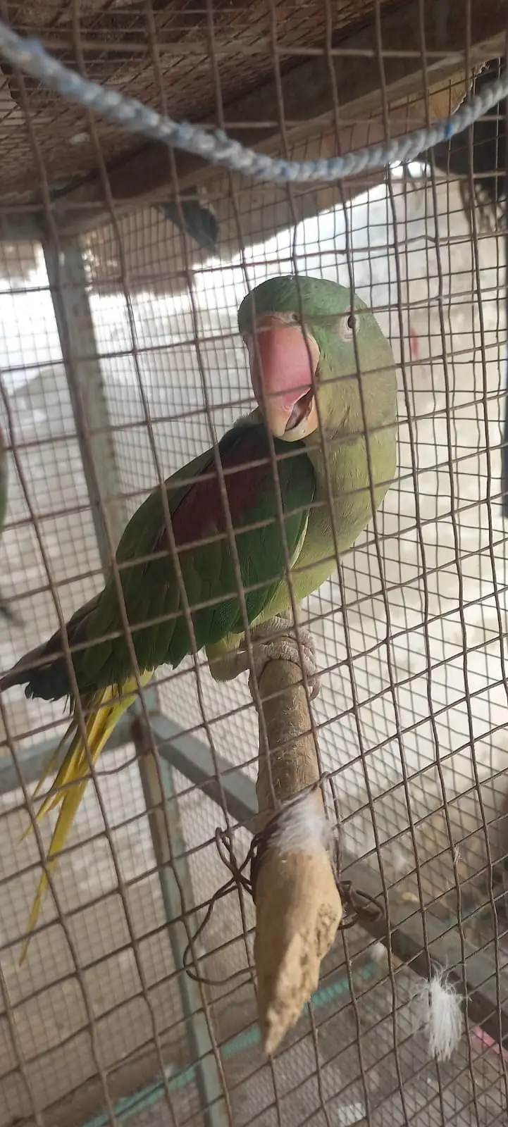 Raw parrots — photo 2