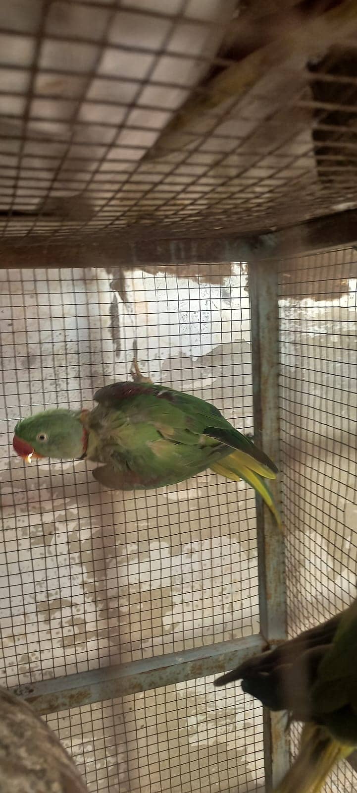 Raw parrots 2