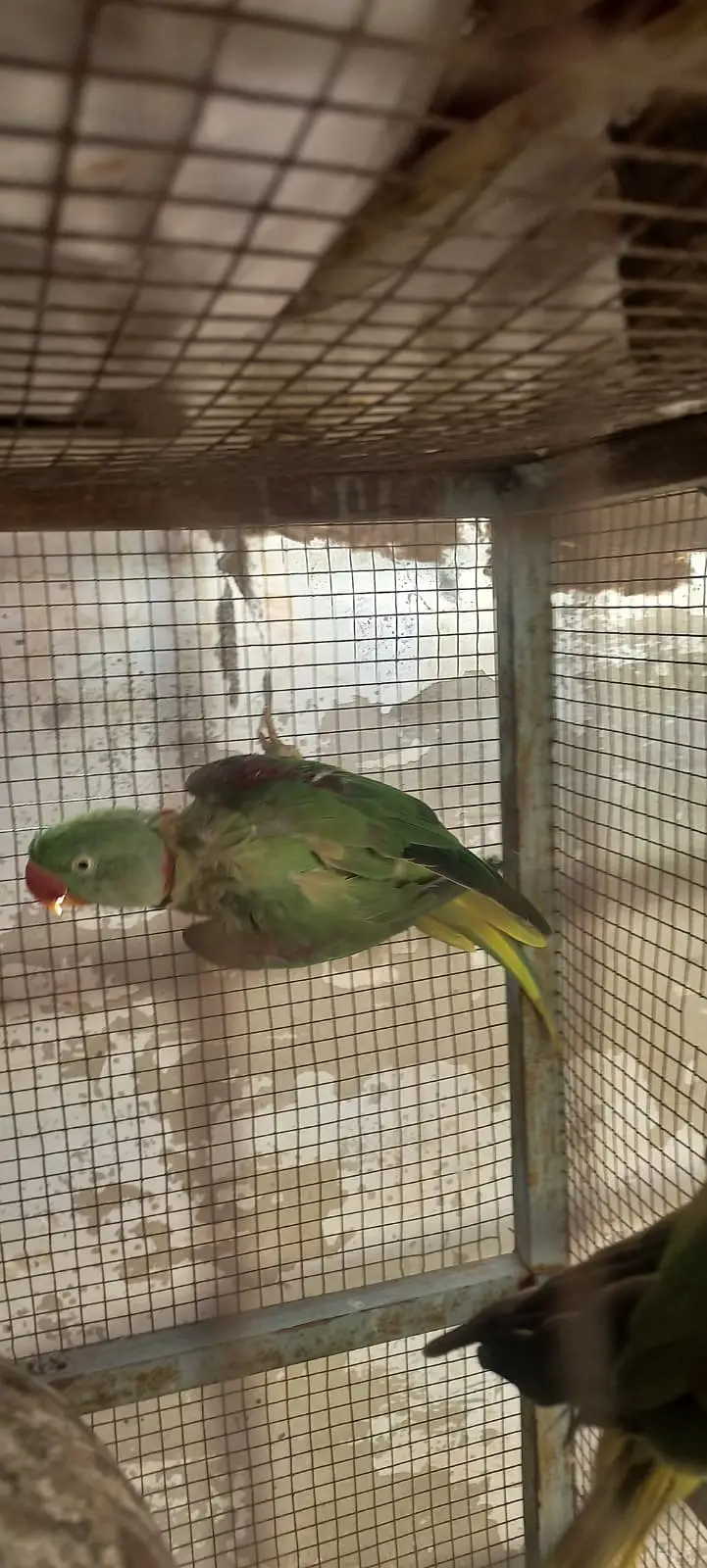 Raw parrots — photo 3