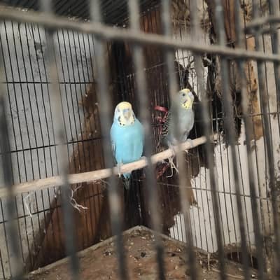 healthy and active budgie parrot