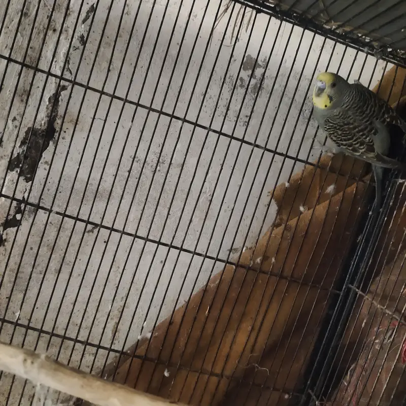 healthy and active budgie parrot — photo 2