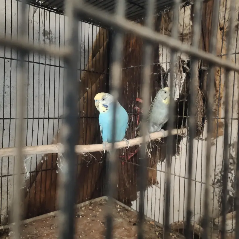 healthy and active budgie parrot — photo 3