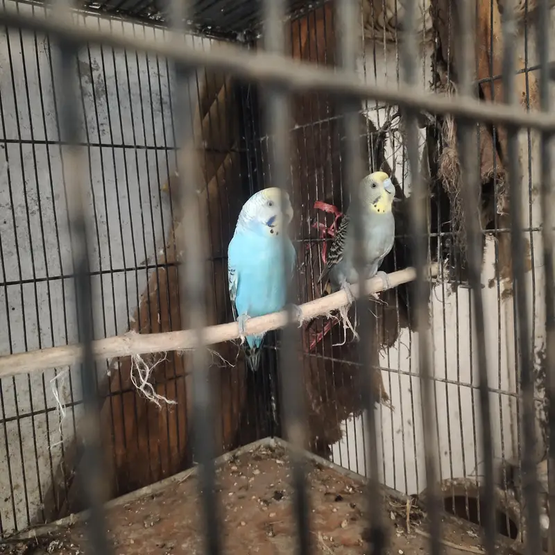 healthy and active budgie parrot — photo 4