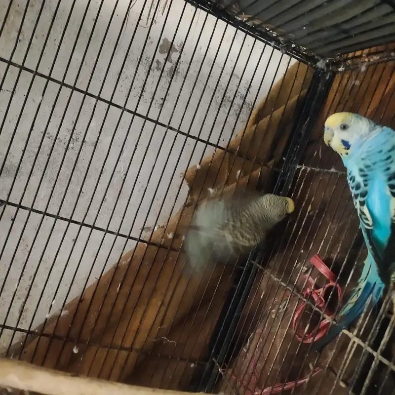 healthy and active budgie parrot — photo 5