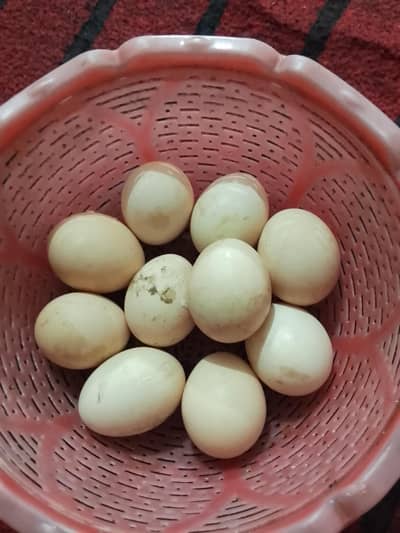 Heera eggs fresh and fertile