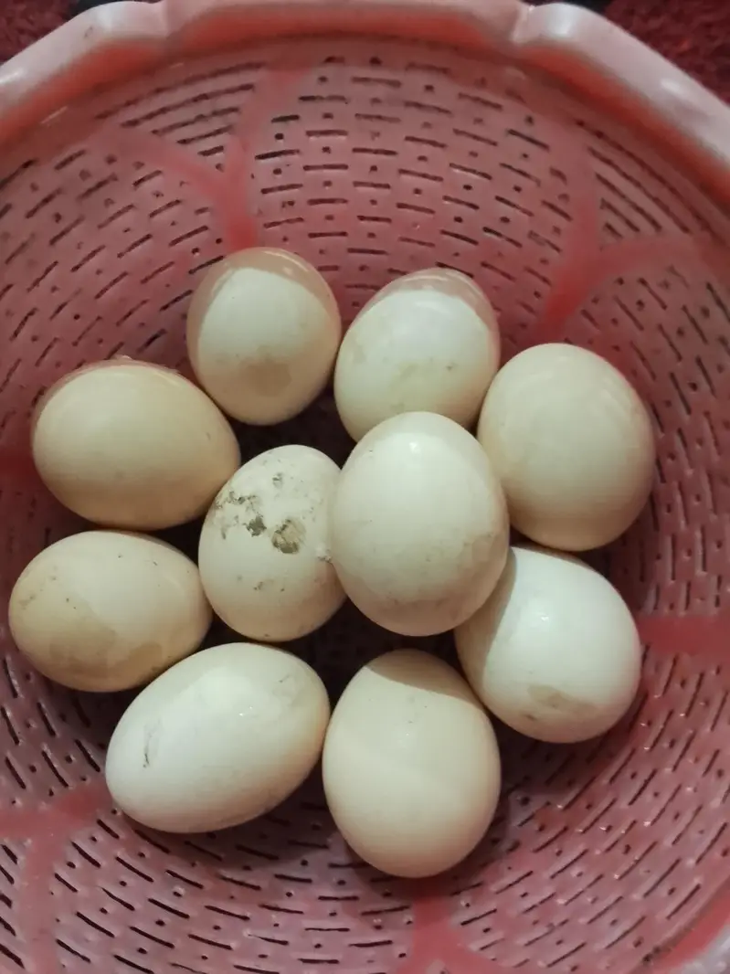 Heera eggs fresh and fertile — photo 2