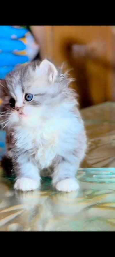 pure Persian cats vaccinated and healthy active WhatsApp/0344/6895398/
