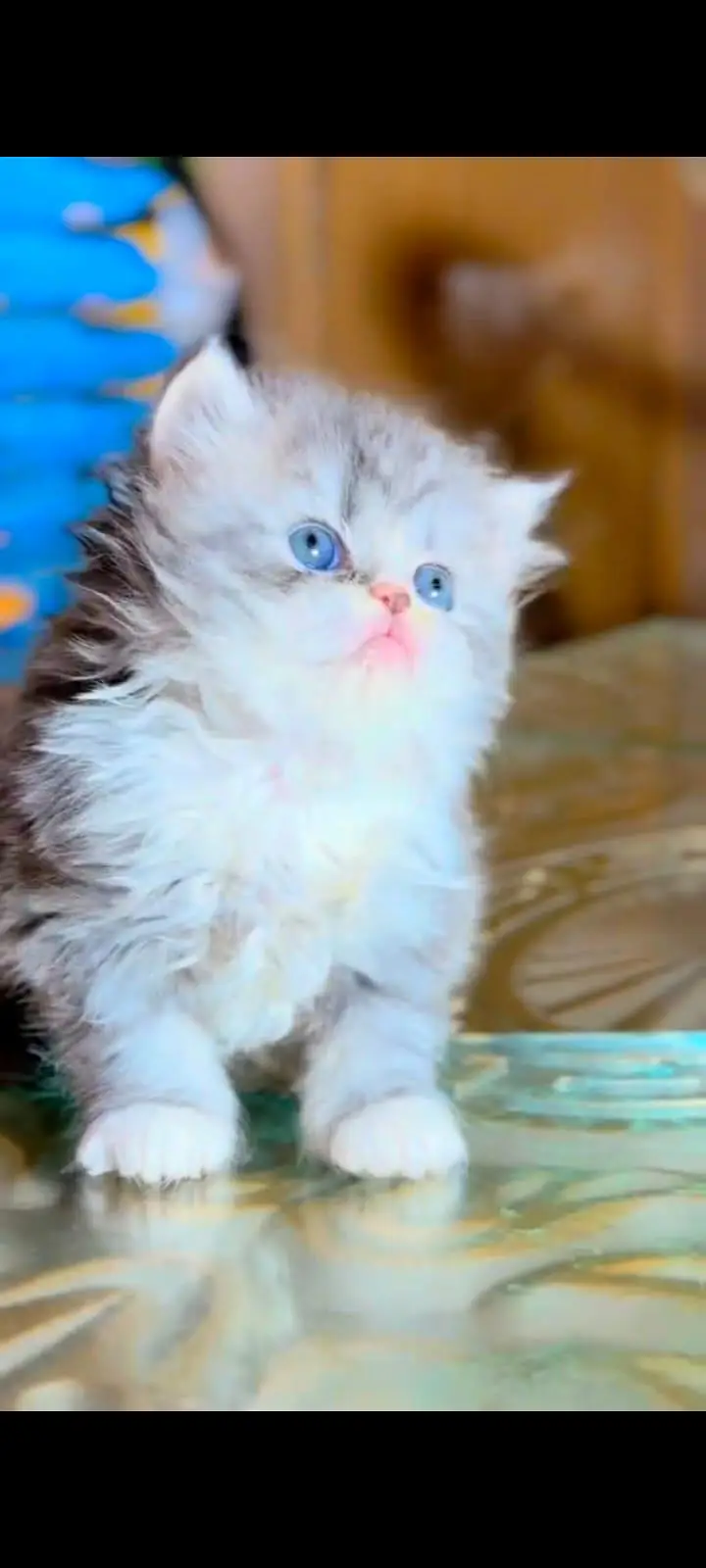 pure Persian cats vaccinated and healthy active WhatsApp/0344/6895398/ — photo 2