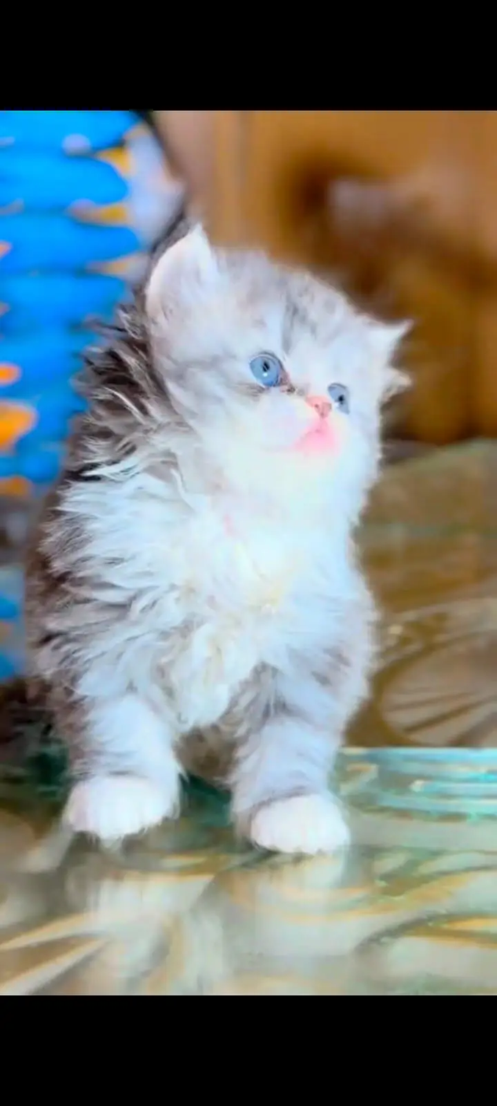 pure Persian cats vaccinated and healthy active WhatsApp/0344/6895398/ — photo 3