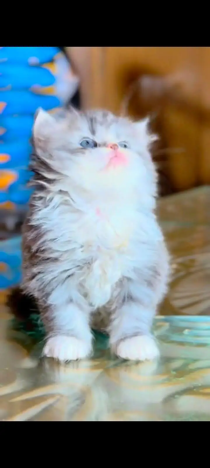 pure Persian cats vaccinated and healthy active WhatsApp/0344/6895398/ — photo 4