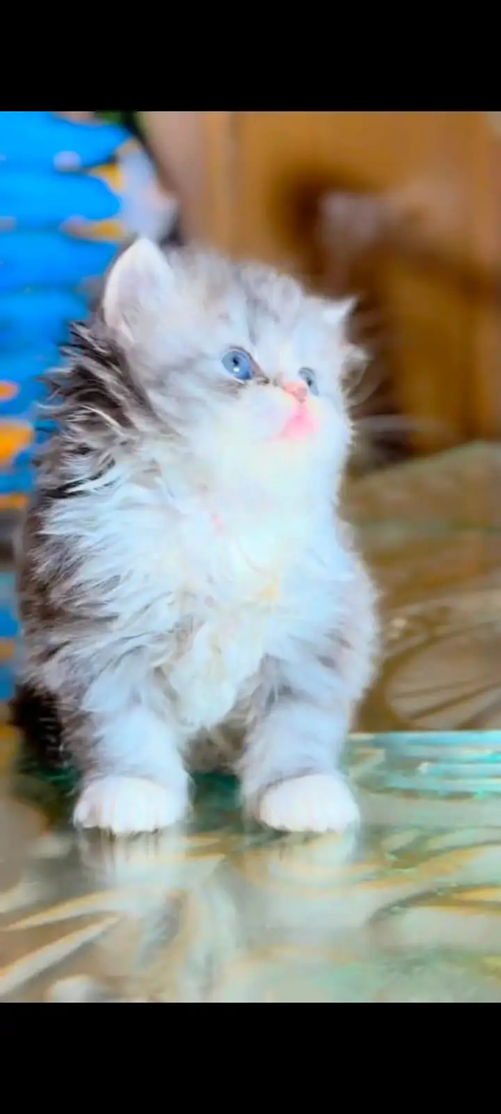 pure Persian cats vaccinated and healthy active WhatsApp/0344/6895398/ — photo 5
