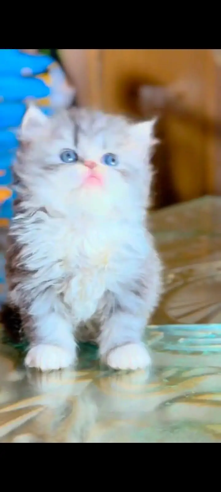 pure Persian cats vaccinated and healthy active WhatsApp/0344/6895398/ — photo 6