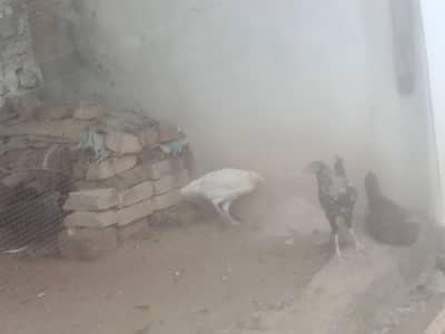 Dasi murguyan or Desi murgy chalyan