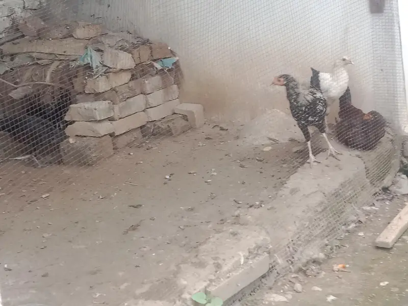 Dasi murguyan or Desi murgy chalyan — photo 3