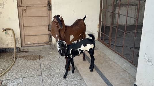 Pure Sahiwali beetal goats for sale