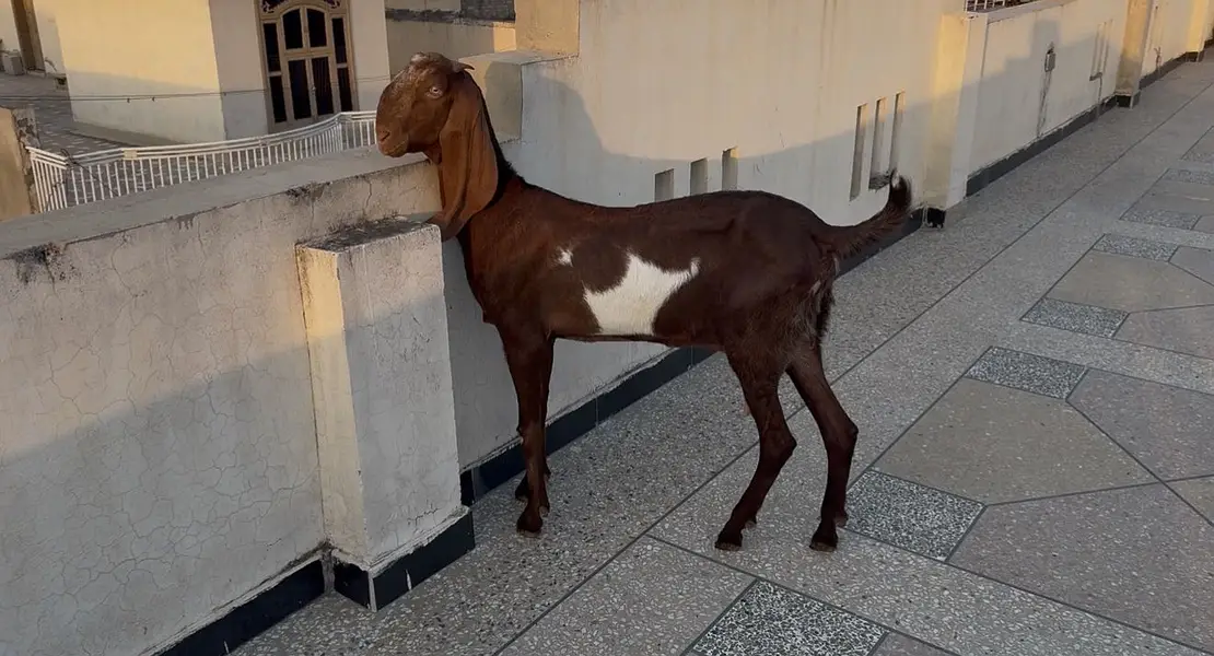 Pure Sahiwali beetal goats for sale — photo 2