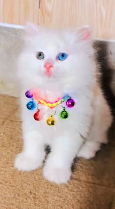 (Persian female kitten) (for sale all) (Pakistan delivery available)