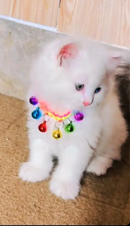 (Persian female kitten) (for sale all) (Pakistan delivery available) — photo 3
