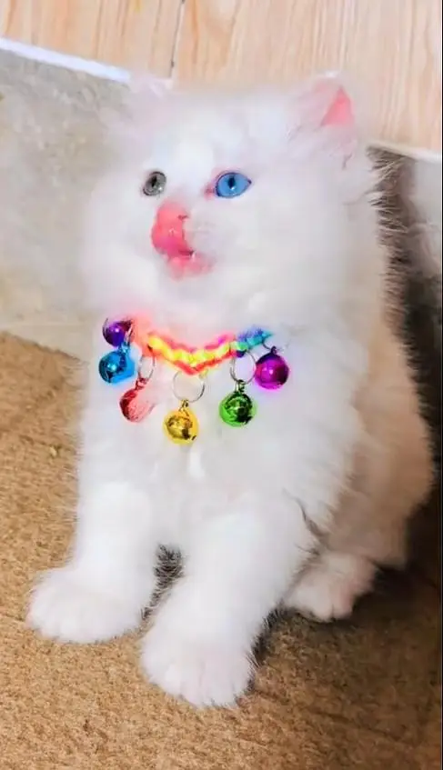 (Persian female kitten) (for sale all) (Pakistan delivery available) — photo 4