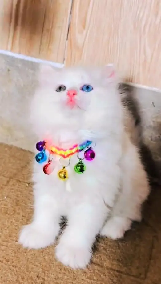 (Persian female kitten) (for sale all) (Pakistan delivery available) — photo 5