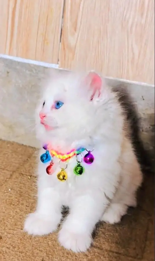 (Persian female kitten) (for sale all) (Pakistan delivery available) — photo 6