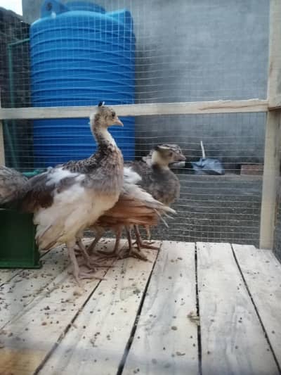 Moor k bachy Blue white shoulder peacock babies