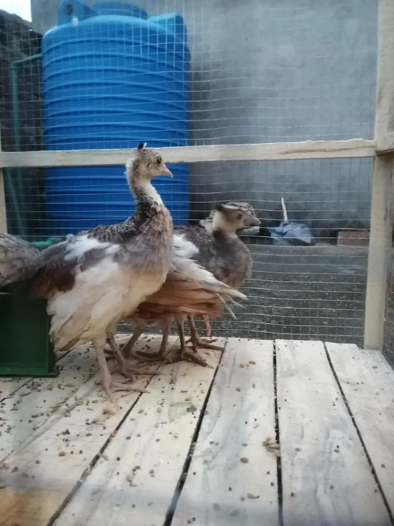 Moor k bachy Blue white shoulder peacock babies