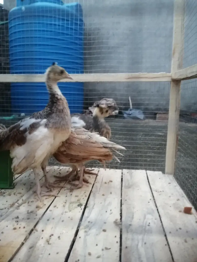Moor k bachy Blue white shoulder peacock babies — photo 2