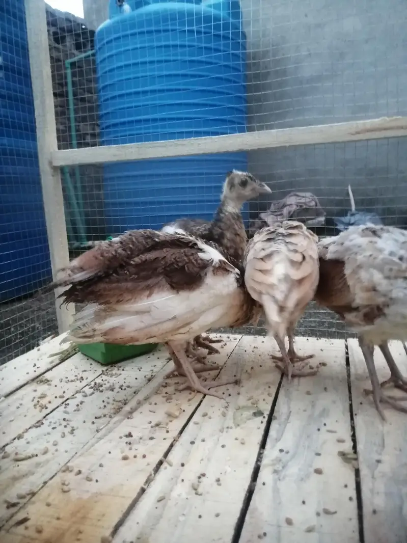 Moor k bachy Blue white shoulder peacock babies — photo 3