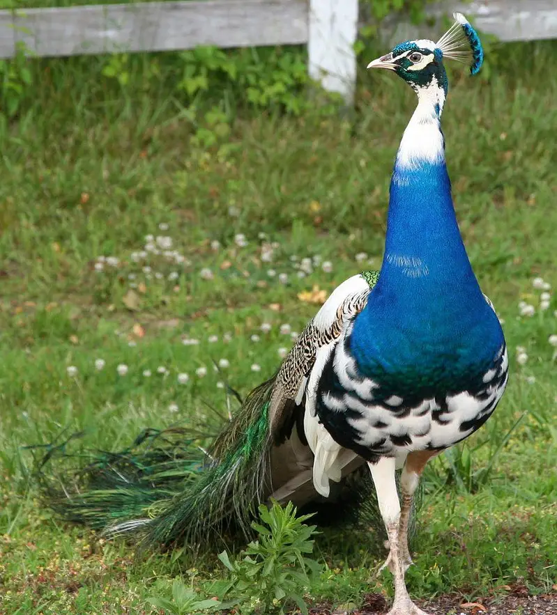 Moor k bachy Blue white shoulder peacock babies — photo 4