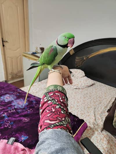 raw parrot male