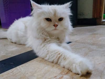 Persian female cat | triple coated | punch face | cat for sale