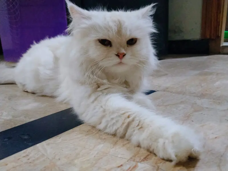 Persian female cat | triple coated | punch face | cat for sale