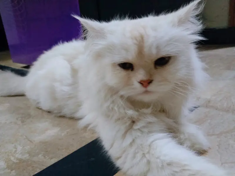 Persian female cat | triple coated | punch face | cat for sale — photo 3