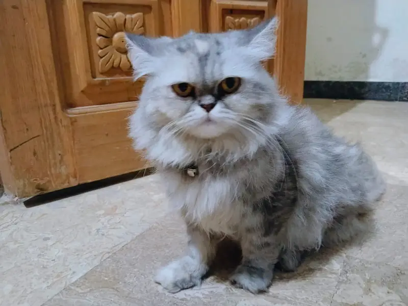 Persian female cat | triple coated | punch face | cat for sale — photo 5