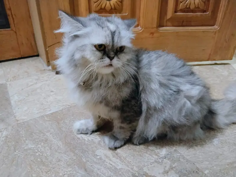 Persian female cat | triple coated | punch face | cat for sale — photo 6