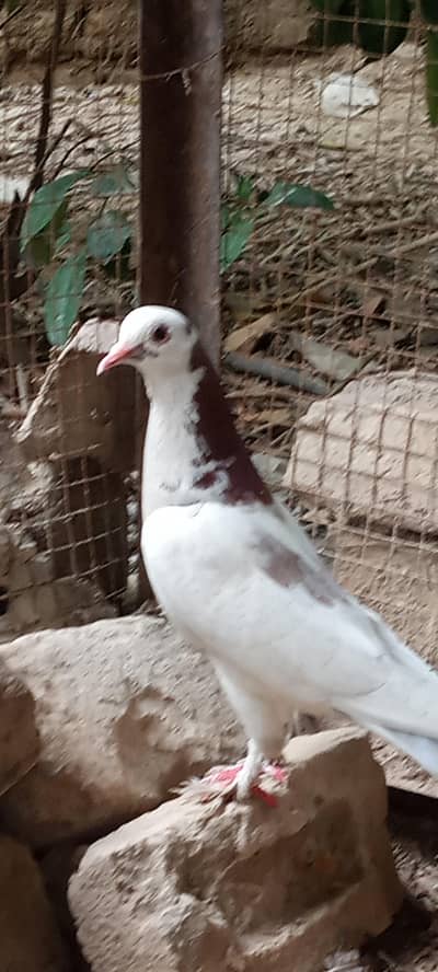 Sherazi Pigeon for sale Contact number 03245974166