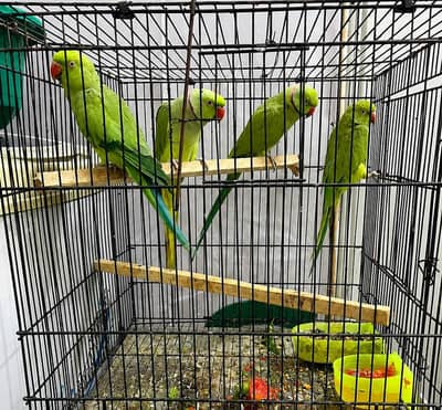 captive 100% breeder pairs