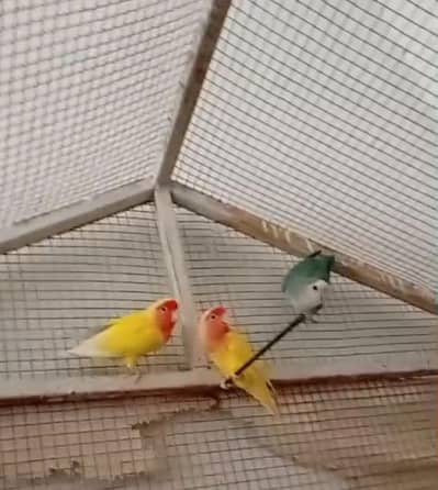 Breeder pair for sale